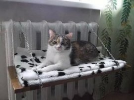 котнабатарее котнабатарее